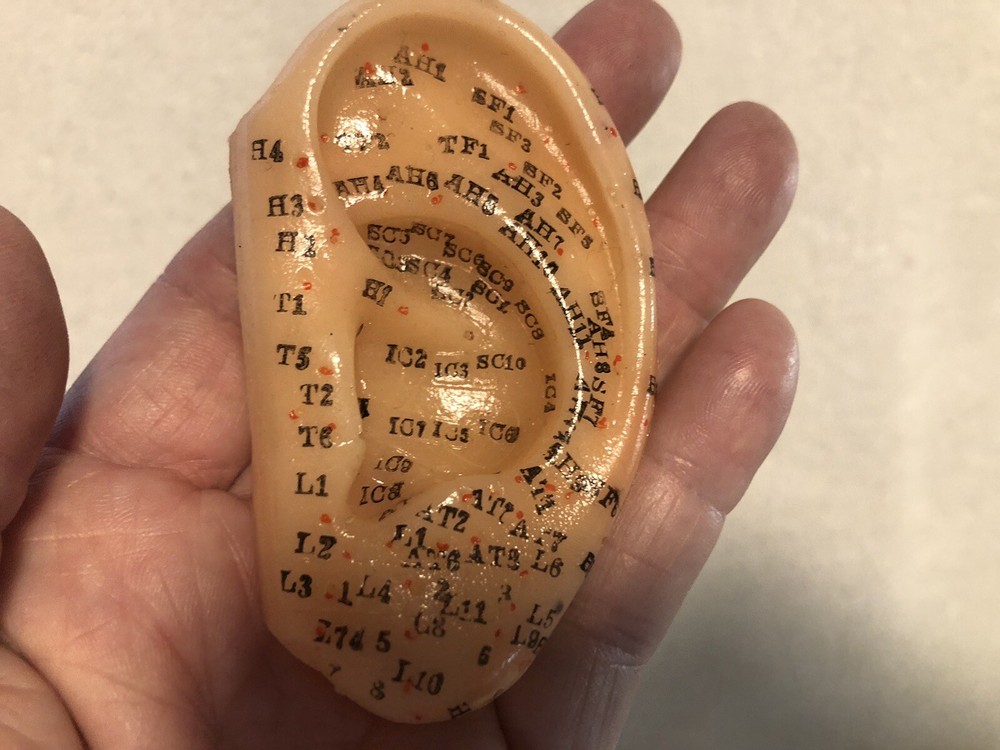 Vtg Human Ear Acupuncture Model w/Acupuncture Points