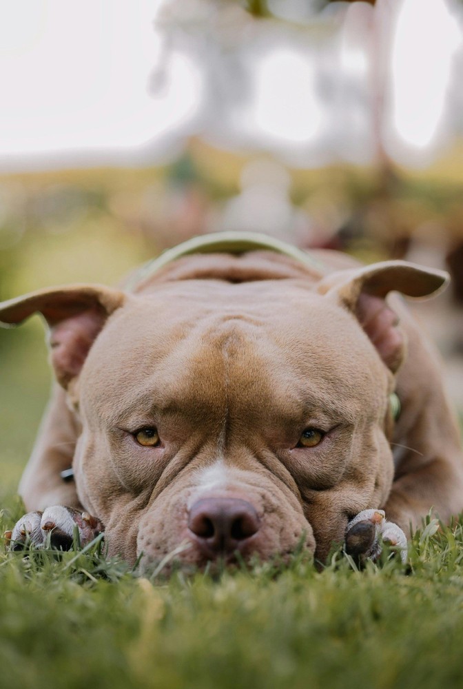 Pitbull Lover? You need Pitbullfan.com