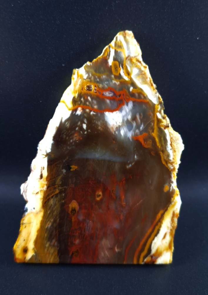 Hubbard Basin Petrified Wood Slab