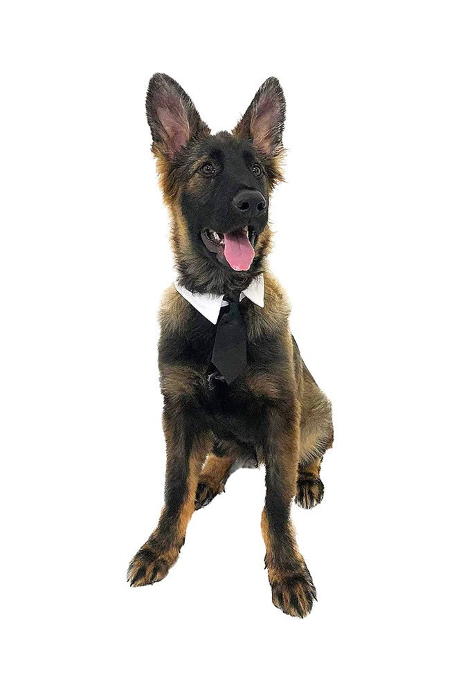 Midlee - Formal Black Doggy Tie