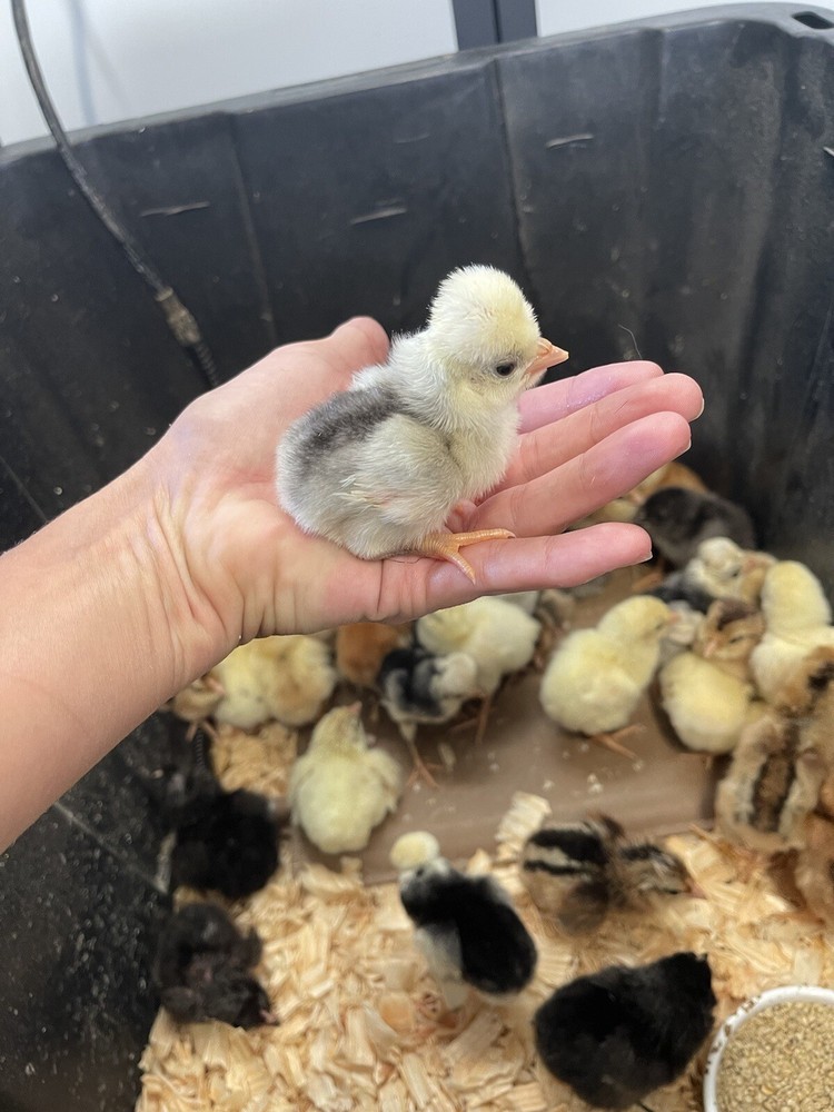 6+ Blue Black Splash Bantam Polish Hatching Eggs Chickens Rare