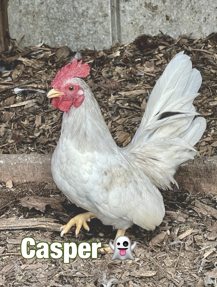 Serama Hatching Eggs 5+ Smooth and possible Frizzles