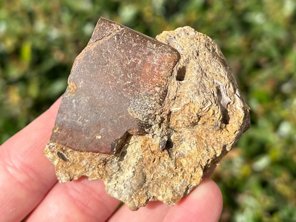 Texas Cretaceous Turtle Shell Fossil in Matrix Dinosaur Bones Reptile