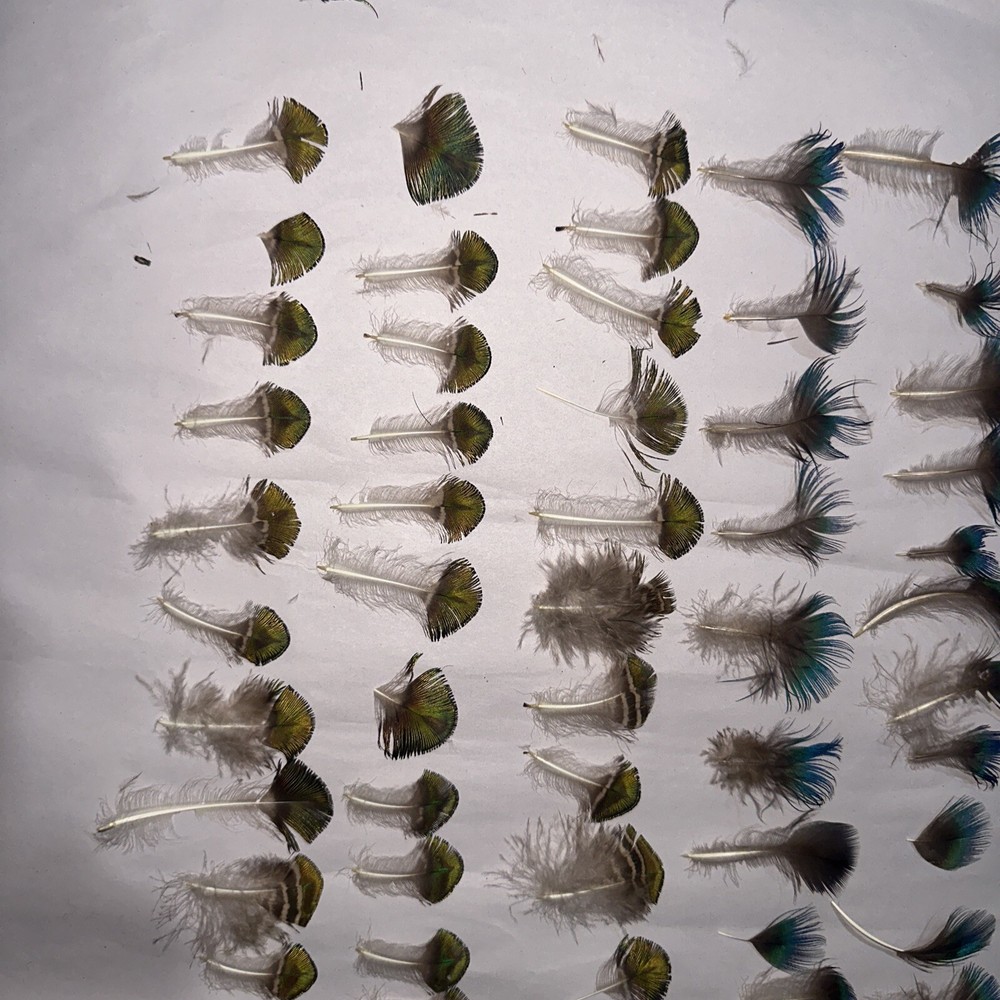 95 pc peacock feathers lot ref #2208