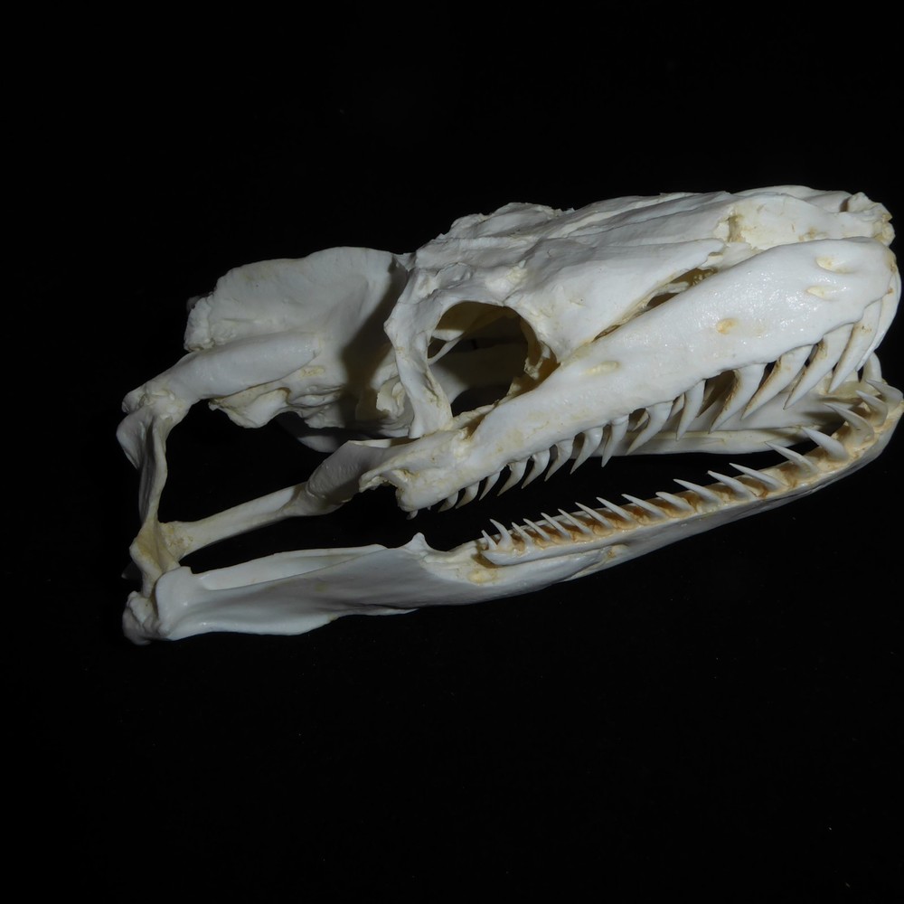 PYTHON  SKULL REPLICA