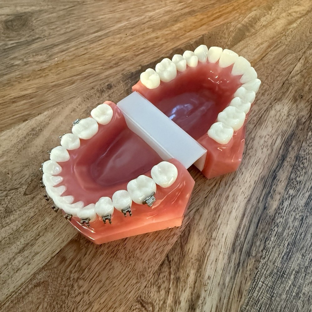 Ormco Bonding Typodont - Dental