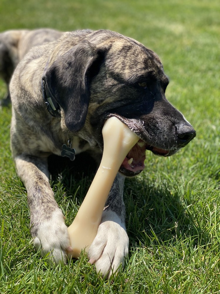 Nylabone Dura Chew Monster Bone
