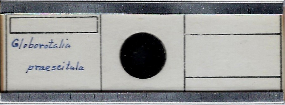 Foraminifera Globorotalia praescitula Microfossil Microscope Slide