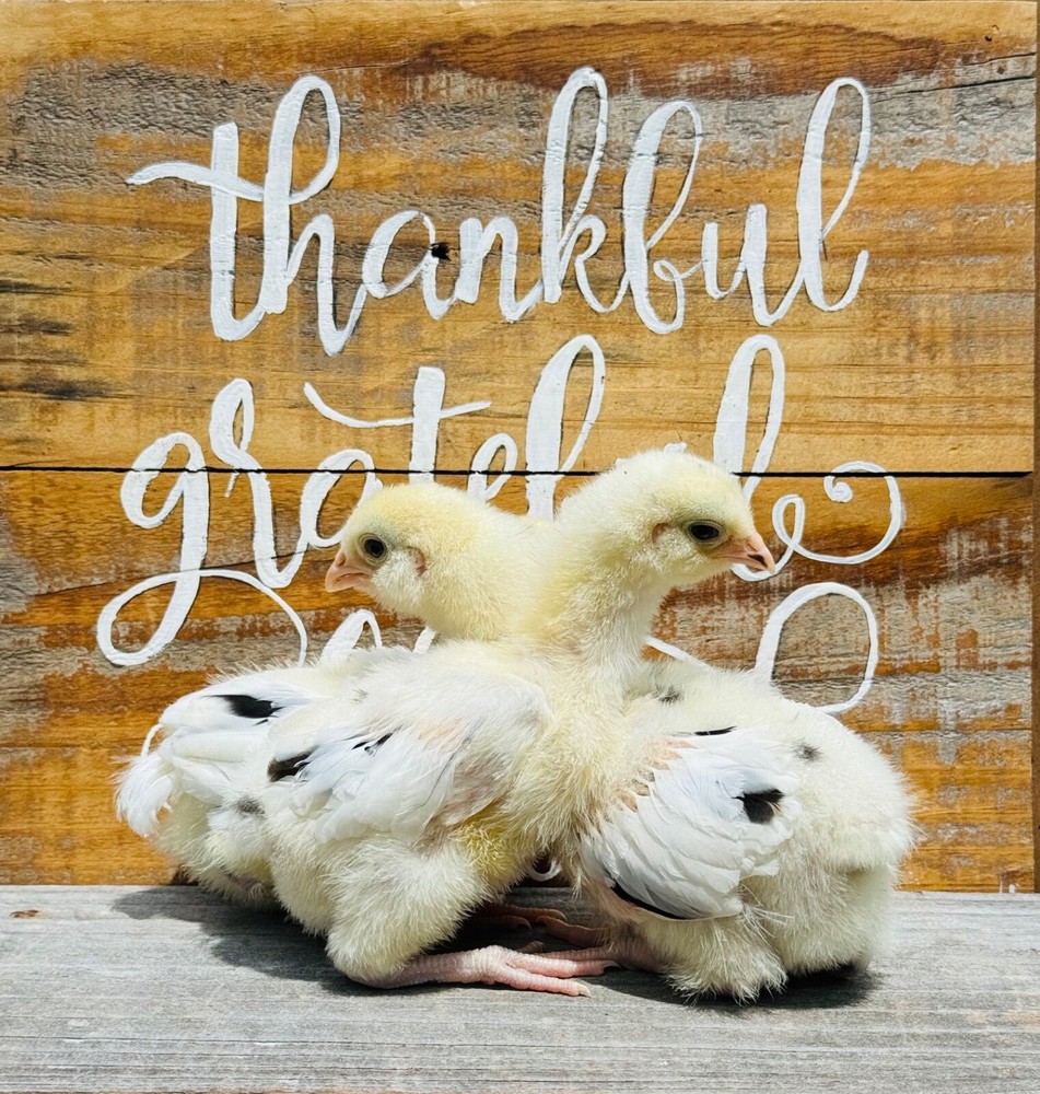 8 Ermine Ameracana Hatching Eggs beautiful blue eggs