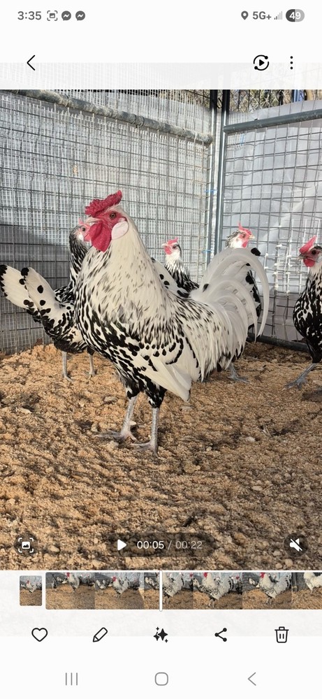 12+ Silver Spangled Hamburg Hatching Eggs NPIP Certified