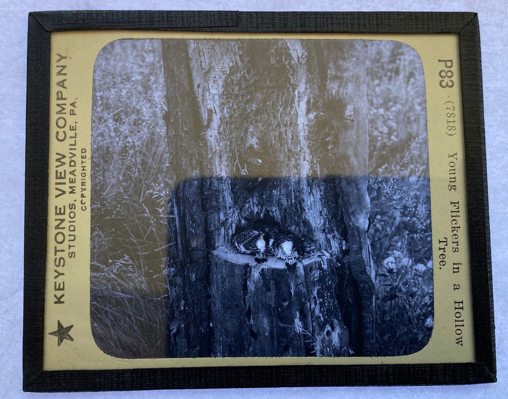 KEYSTONE MAGIC LANTERN SLIDE 83 YOUNG FLICKERS IN TREE HOLLOW 1920s