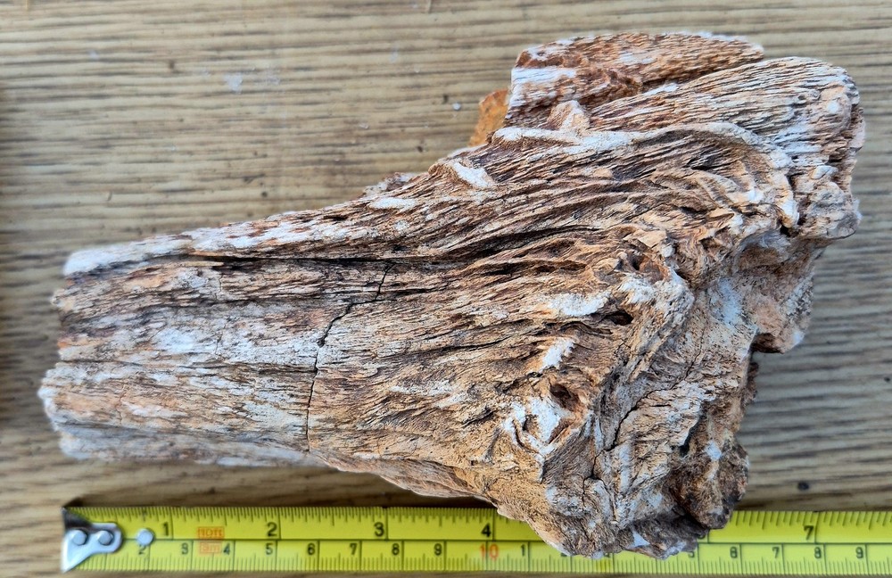 Large Texas Petrified Wood Knot