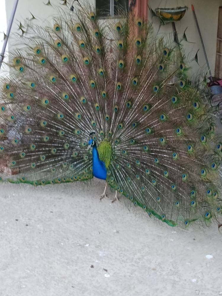 Live peacock breeding pair for pickup only