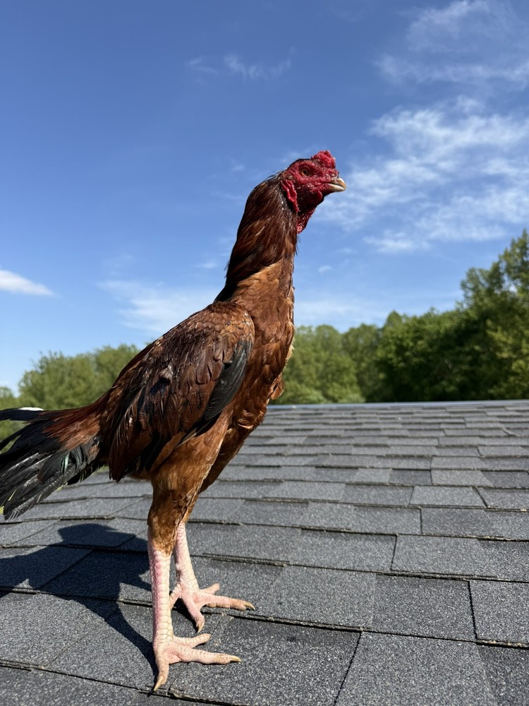Farm Chicken has Indian/Pakistani Hatching Eggs