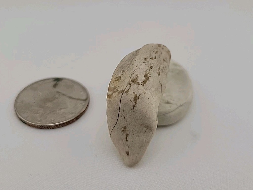 Permineralized Fossil T-Rex Tooth