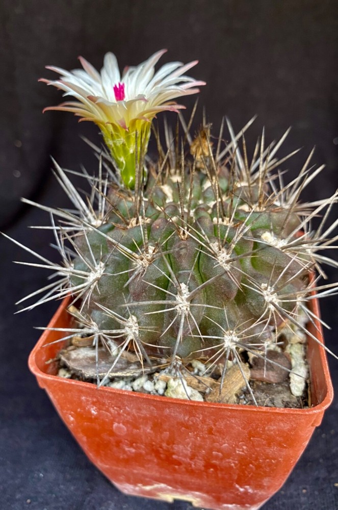 Neoporteria cachytaensis, cactus plant