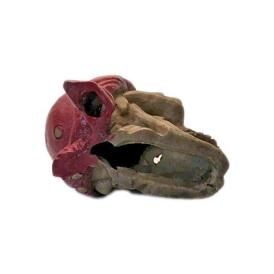 Pirate Skull Resin Statue Weathered Bone Red Head Wrap