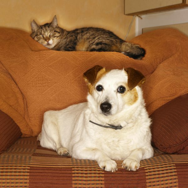 urinary supplements for cats - DOG CAT URINARY TRACT SUPPORT - cat urinary 2B