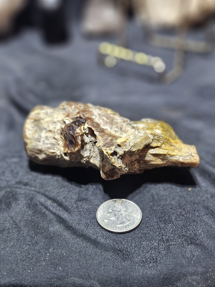 Petrified Limb Polished Specimen (7.8oz)