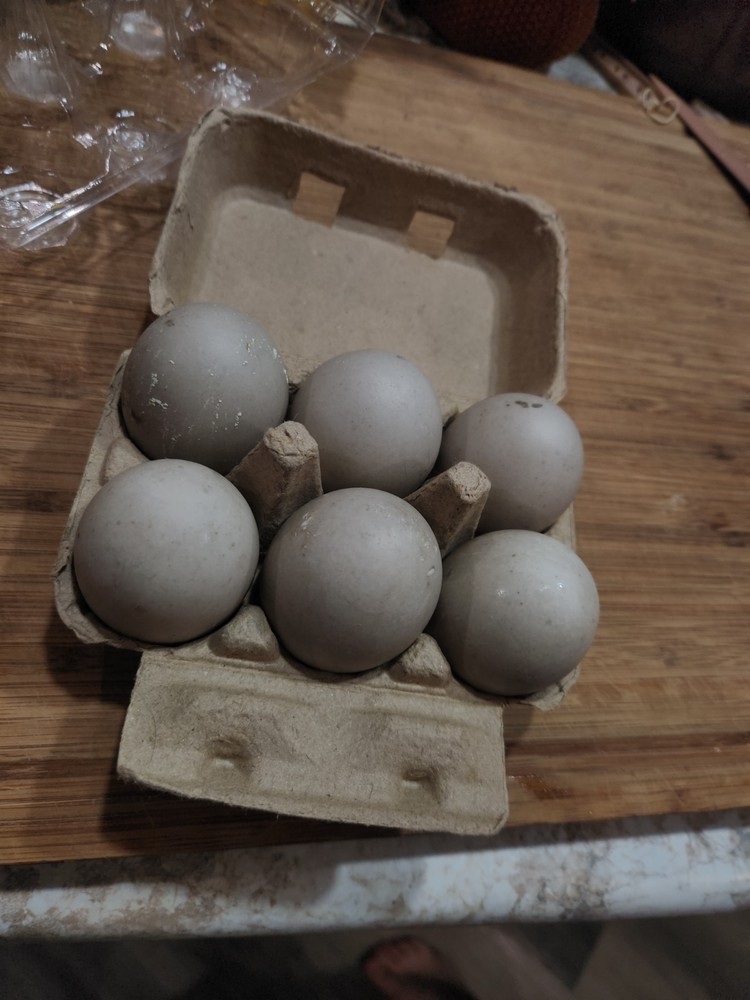 5+1 Cayuga Hatching Eggs SHIPPING NOW
