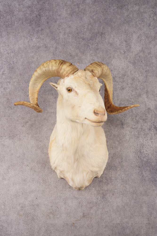 Texas Dall Sheep SKU 3037