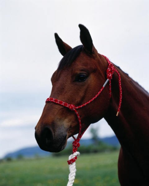 Double Diamond 5/16″ Polypropylene Halter