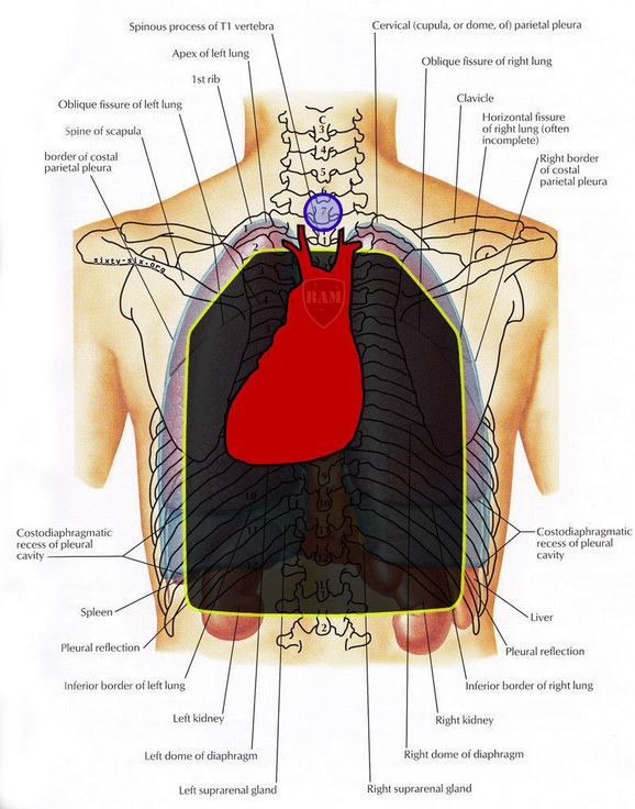 BackPack Armor | Bullet Proof BackPack | Level IIIA - 3A | 10x12-Single MFG 2023