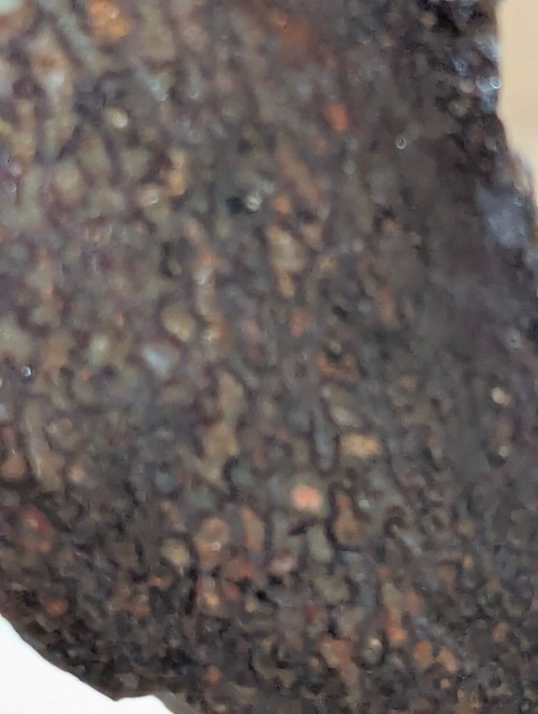 Fossil Gem Dinosaur Bone Slab! Gem Dino Bone Slab!