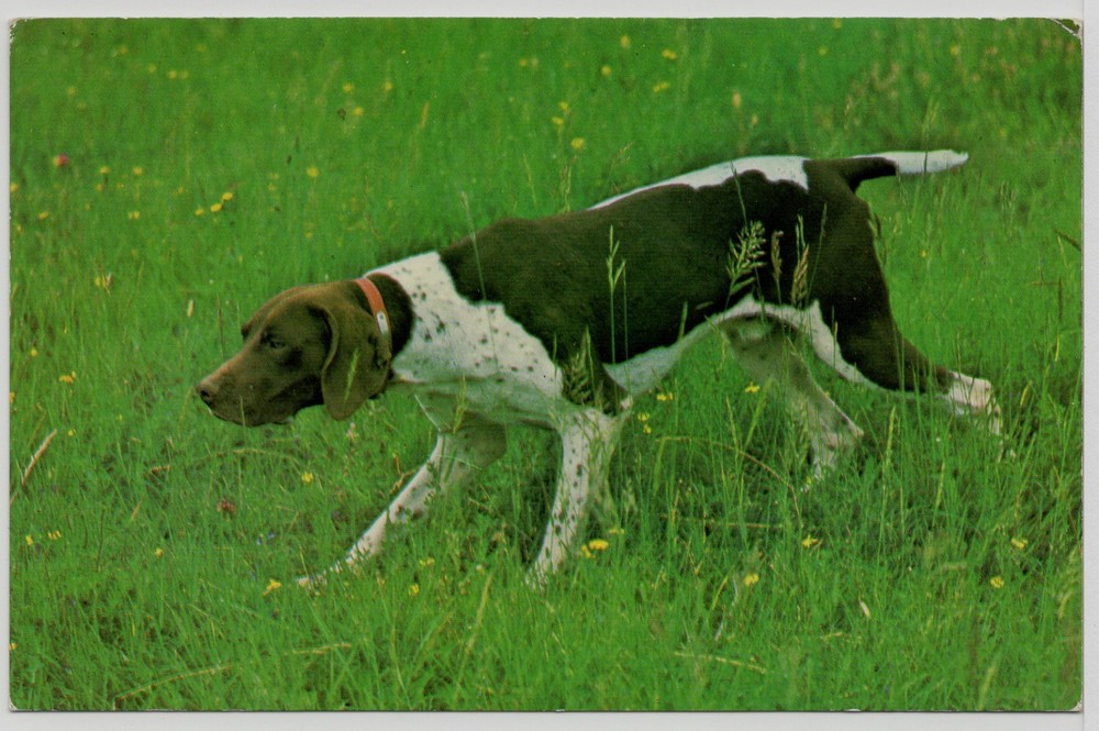 GERMAN SHORTHAIRED POINTER AT WORK 1960's DOG POSTCARD
