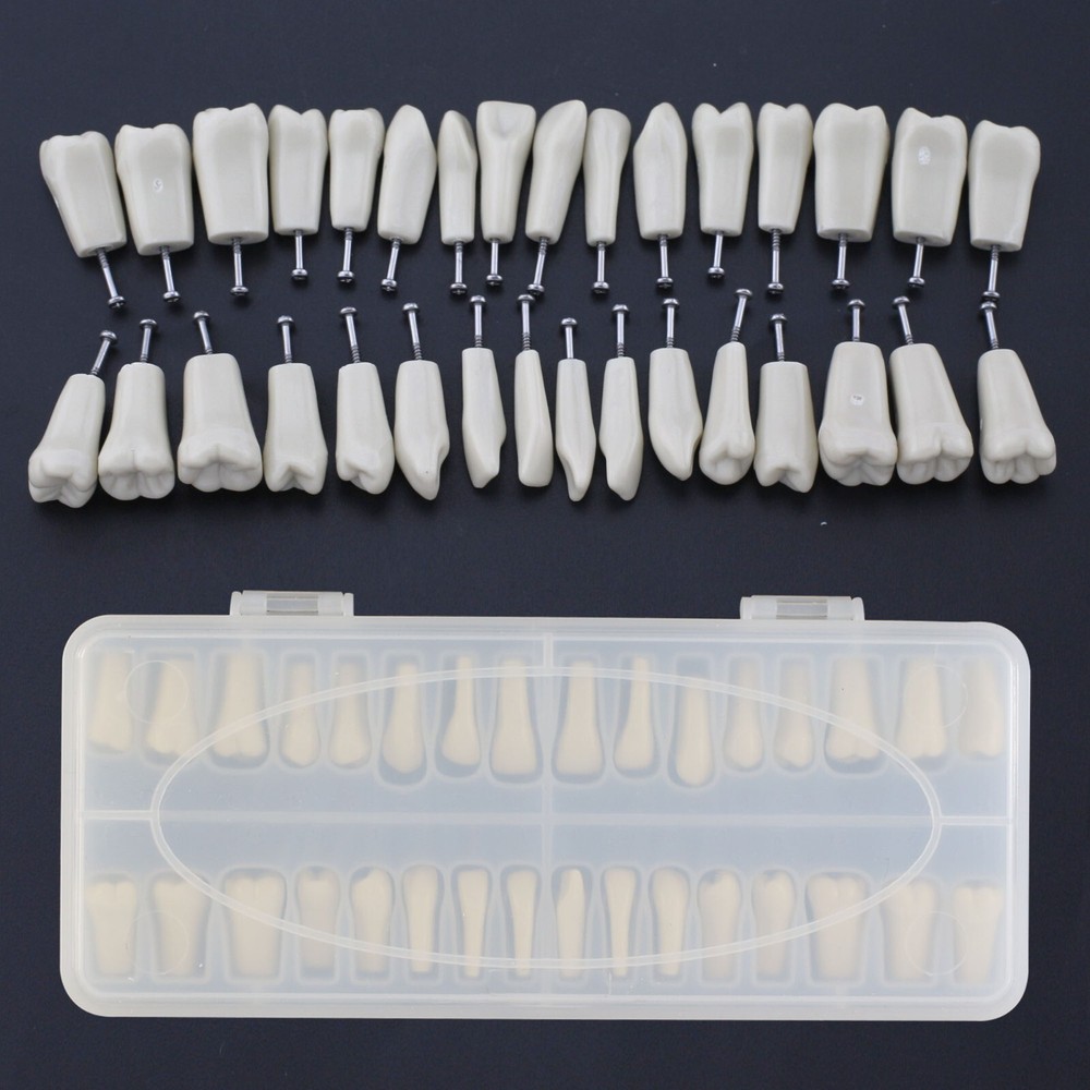 Columbia Dentoform 860 Type Dental Typodont Model With 32pcs Removable Teeth