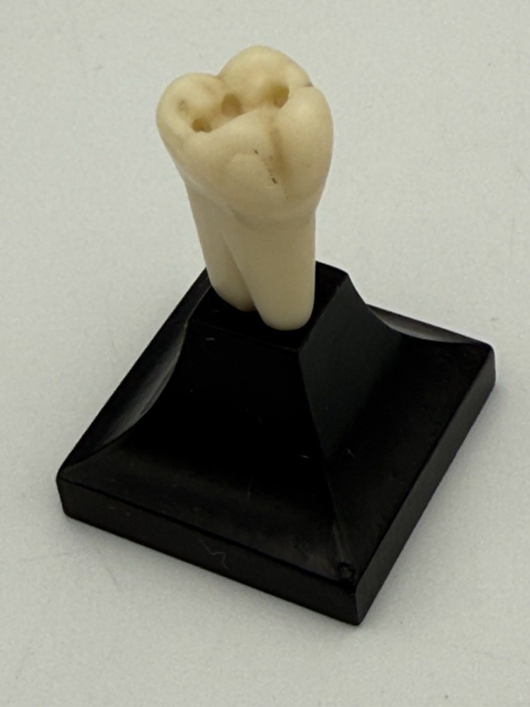 Dentist Tooth Dentoform Mini Tooth Display