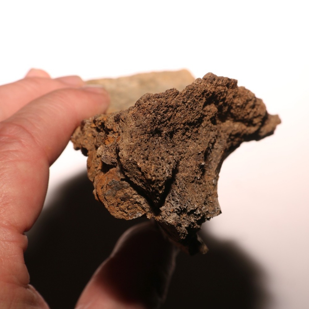 Huge Dinosaur Vert Process - Hell Creek Formation - Late Cretaceous - Nice Sized