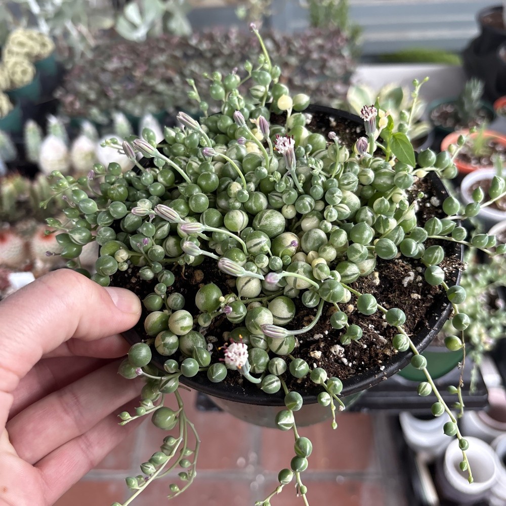 Variegated string of pearl in 6 in pot