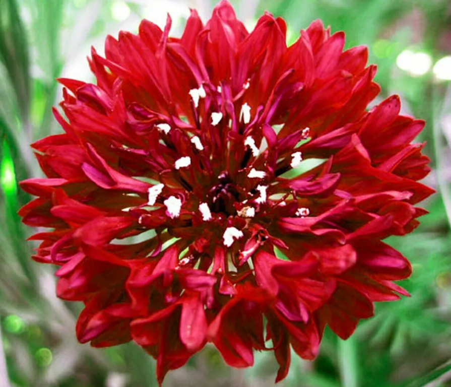 CORNFLOWER Bachelor Button Landscaper's Bulk Pack Heirloom Non-GMO 1500 Seeds!