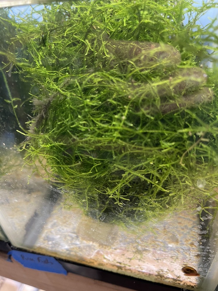 Aquarium live Plant Java Moss