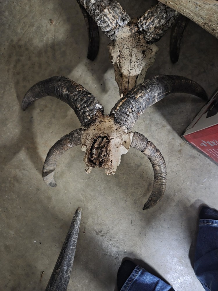 4 Horned Jacob Sheep Skull