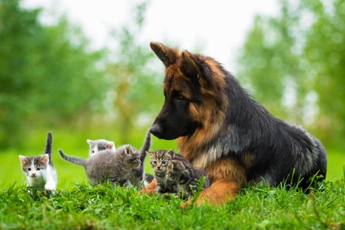 Pet Protection Spell