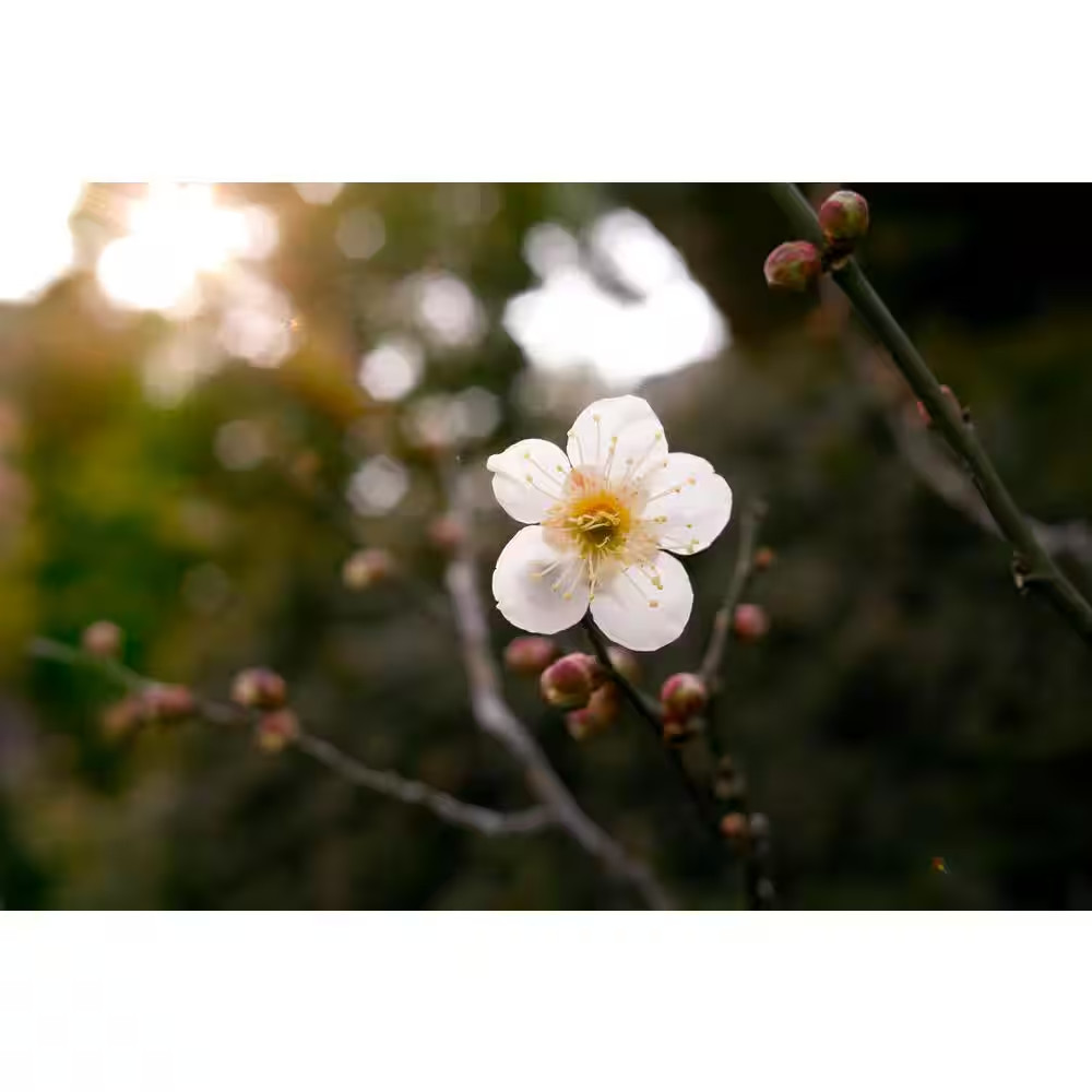 Dwarf Goldcot Apricot Tree Bare Root