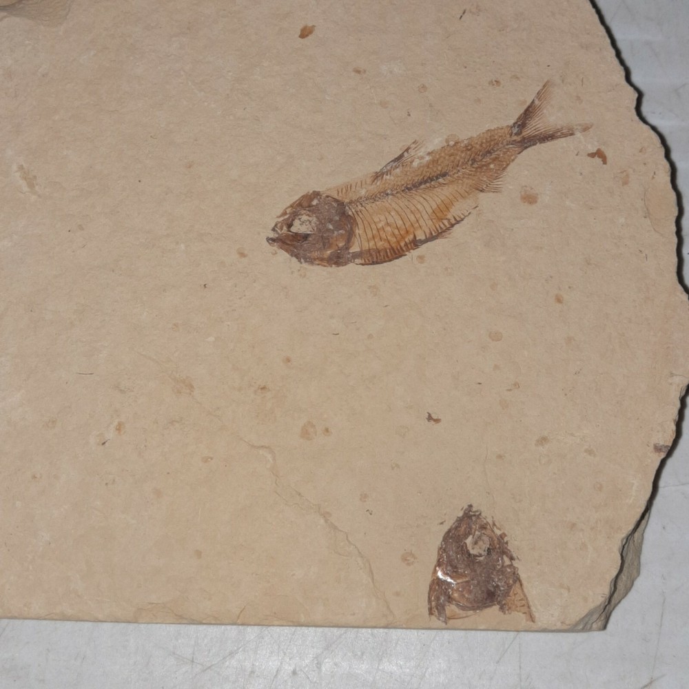 Fossil Fish Plate with One Fish and a Partial Fish