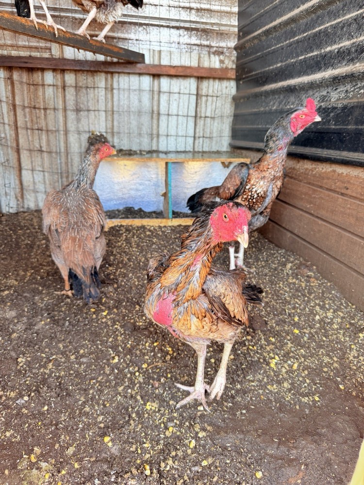 4Asil Pakistani Chicken Hatching eggs