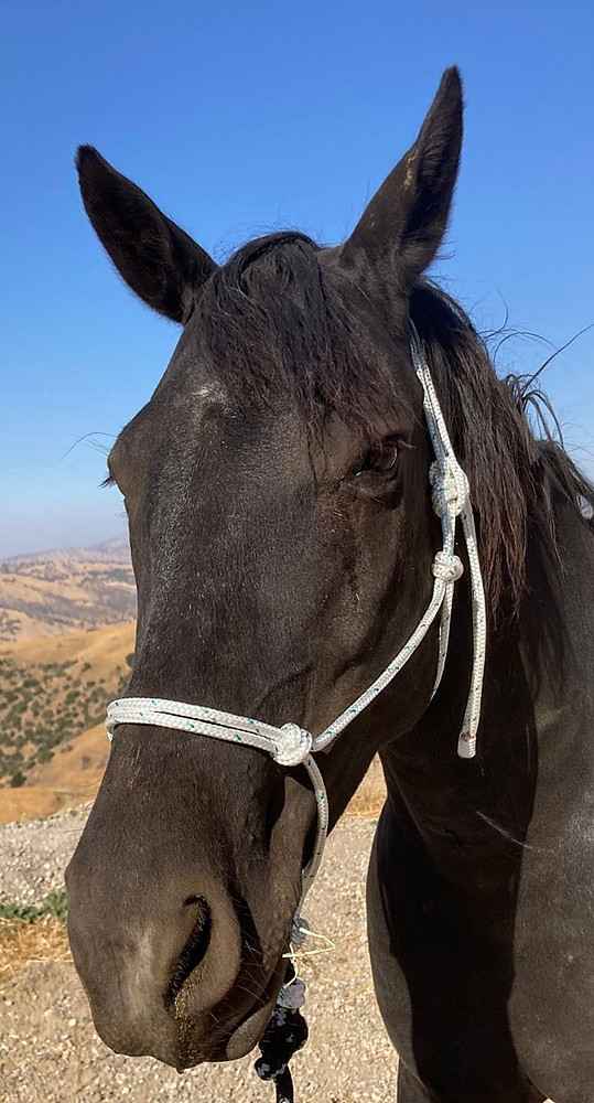 Rope Halter & 8ft Lead, Average Horse