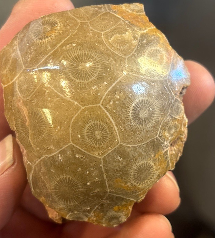 Petrified Coral End Polished