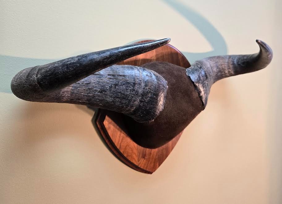 Plaque Mounted Blue Wildebeest Horns