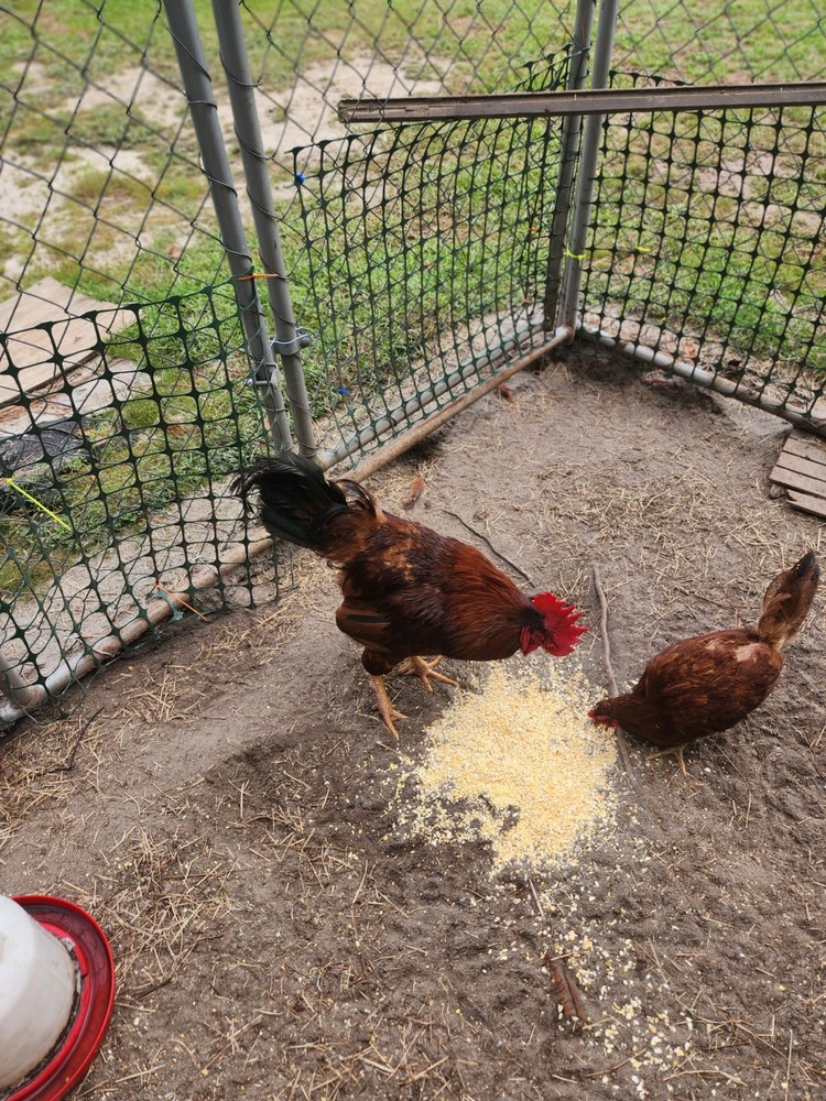 Rhode Island Red hatching eggs 10+ read entire listing