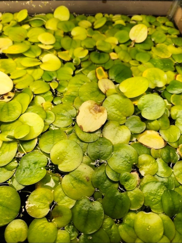 10+ Frogbit Live Freshwater Aquarium Plants