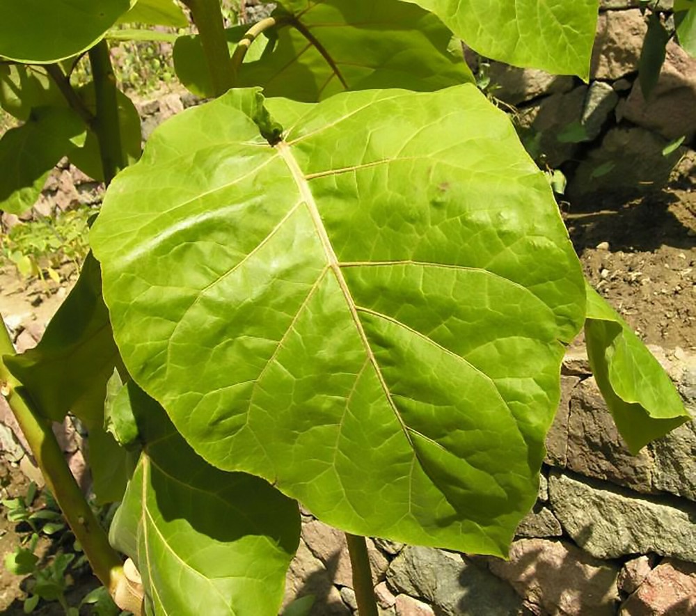 Tamarillo, (Tree Tomato), Cyphomandra betacea, Tree Seeds