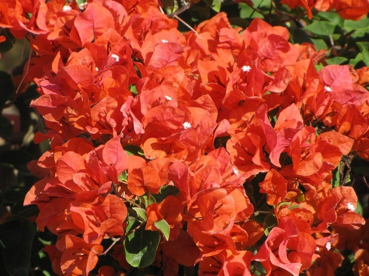Bougainvillea - 'Flame'