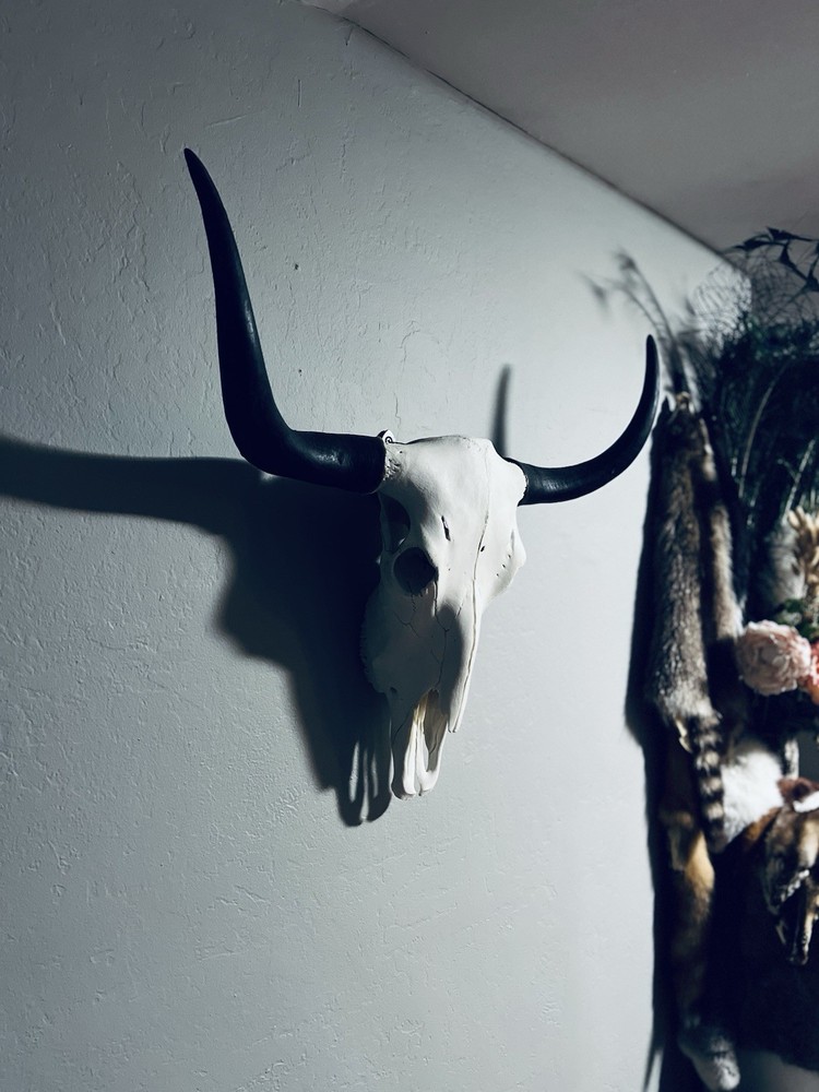 XL Yak Skull