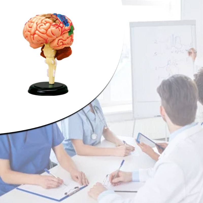 Brain Display Teaching Medical Model Organs Model for Science Classroom Study