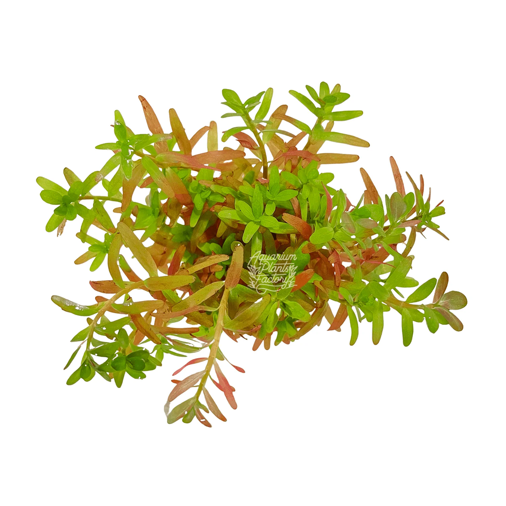 Rotala Ceylon | Aquarium Plants Factory®
